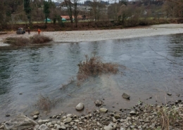 Aare Bremgarten Asthaufen wird durch Aare gezogen