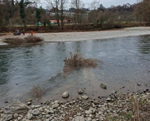 Aare Bremgarten Asthaufen wird durch Aare gezogen