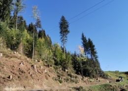 Holzschlag Züsenegg I