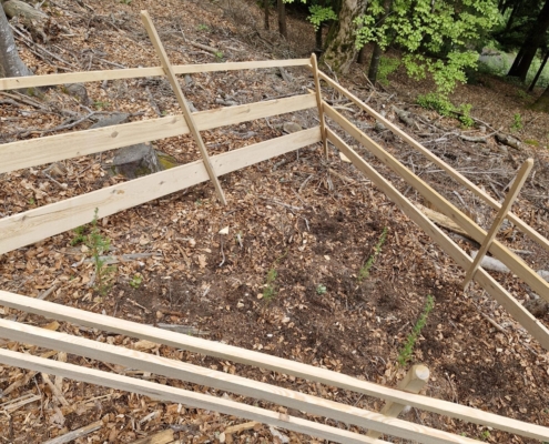 Verbiss- und Fegeschutz der Jungpflanzen mit Lattenzaun