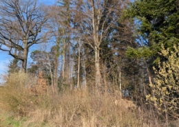 Waldrand mit Strauchgürtel Gibelhölzli Thierachern