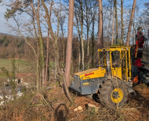 Waldrandpflege Thierachern